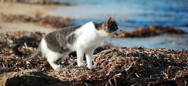 Colonia felina di Su Pallosu: nuovo record social per i gatti della spiaggia sarda