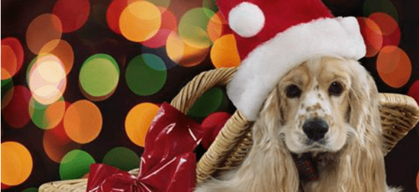 Cuccioli a Natale: 10 buoni motivi per non regalarli