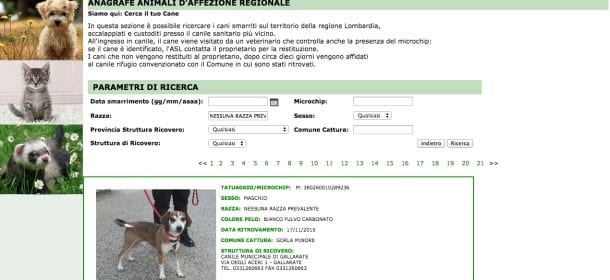 Cani smarriti? Un nuovo sito aiuta i cittadini a ritrovarli più in fretta