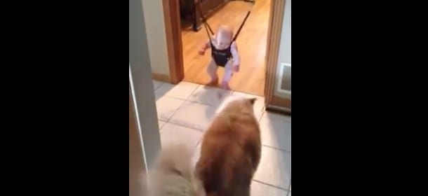 Un cane insegna a un bimbo a saltare: quale maestro migliore? [VIDEO]