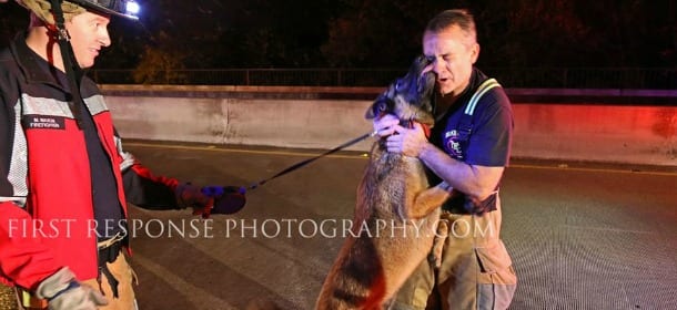 Un cane bacia il pompiere eroe che lo ha salvato dal fiume: la foto commuove il web