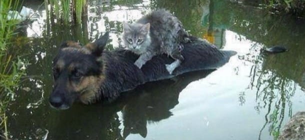 Una cane salva un gatto da un'inondazione portandolo sulla schiena: storia di una foto virale