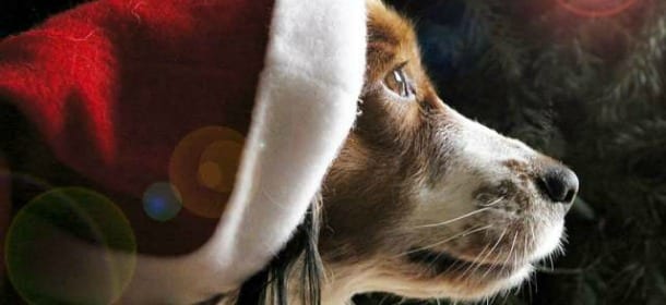 Cani e regali di Natale sotto i 10 euro: dalla palla che impazzisce ai giochi di attivazione mentale