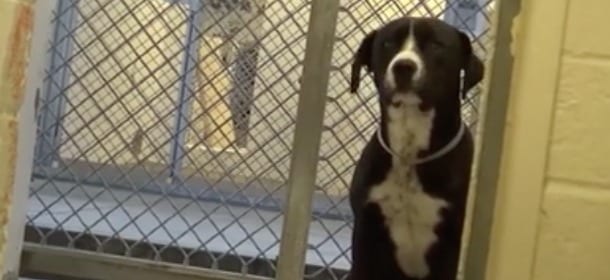 Il cane Benny è stato adottato: la sua reazione fuori dal canile è stupefacente [VIDEO]