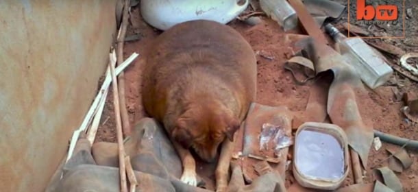 Bolinha era un cane obeso perché nessuno lo voleva. Ora ha una nuova vita [VIDEO]