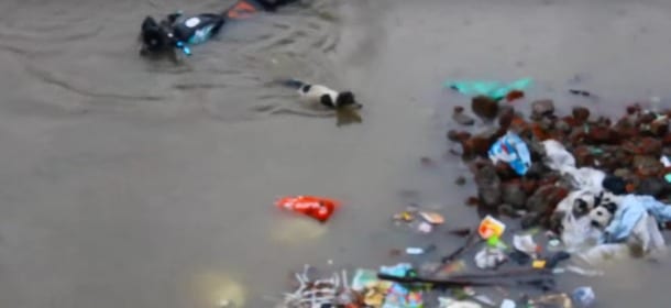 Un cane si getta in acqua per salvare i cuccioli: attraversa la strada inondata 4 volte [VIDEO]