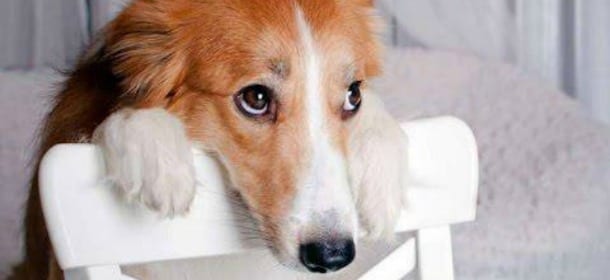 Cani: il senso di colpa non esiste. Lo dicono gli esperti