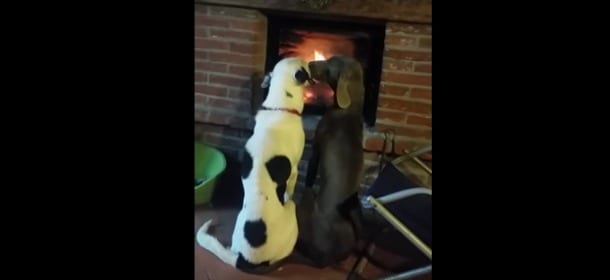 Due cani si coccolano davanti un camino: il segreto del video che ha commosso il web