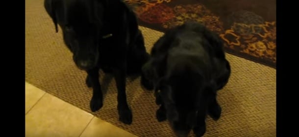 Un cane ruba i biscotti dal tavolo, il fratello fa la spia [VIDEO]