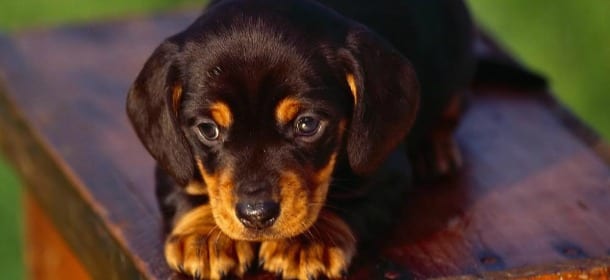 Cani, sequestrati 12 cuccioli in un negozio: troppo piccoli per essere venduti