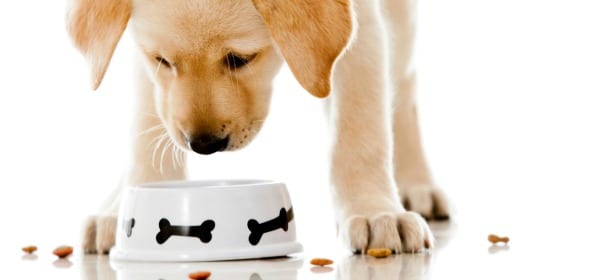 Cani: 8 cibi “per umani” che possono mangiare tranquillamente