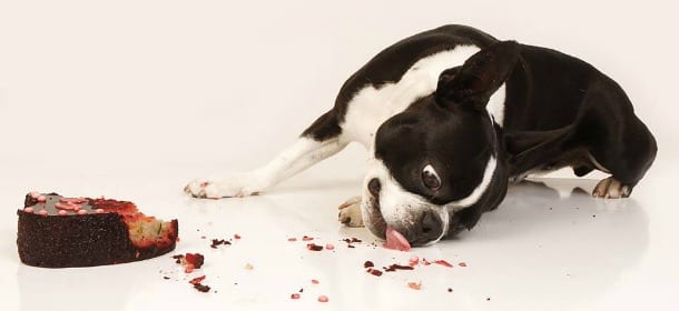 Arriva la pasticceria per cani: biscotti, snack e torte di compleanno di carne e verdure