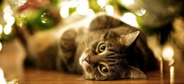 I giocattoli per gatti: idee da mettere sotto l’albero