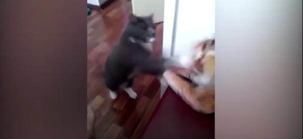 Cat-sius Clay, il gatto pugile: col suo gancio destro manda una tigre (di peluche) ko [VIDEO]