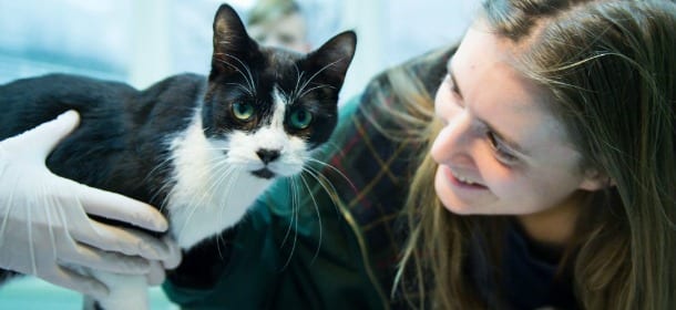 Un gatto torna a casa per Natale: era scappato da quasi 7 anni