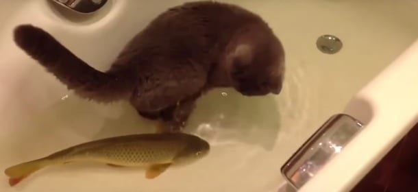 Un gatto e un pesce giocano insieme in una vasca: il video di un’amicizia incredibile