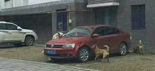 Un uomo prende a calci un cane, gli amici randagi si vendicano sulla sua auto [FOTO]