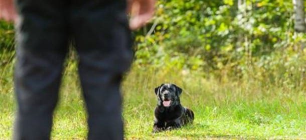 Come insegnare a un cane il comando "resta" per la sua e la vostra sicurezza