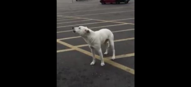 Abbandonato in un parcheggio, un cane ulula alle auto cercando quella del suo proprietario