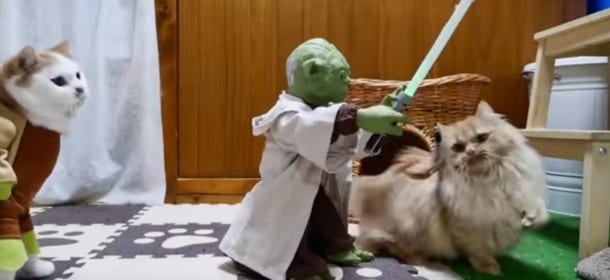 Yoda insegna ai gatti a diventare jedi: nuova parodia di Star Wars in versione felina [VIDEO]