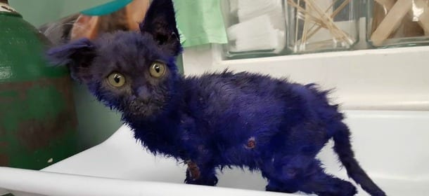 Smurf, il gatto tinto di viola usato come esca nei combattimenti tra i cani