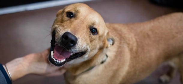 Il cane è stato adottato e non riesce a smettere di sorridere [FOTO]