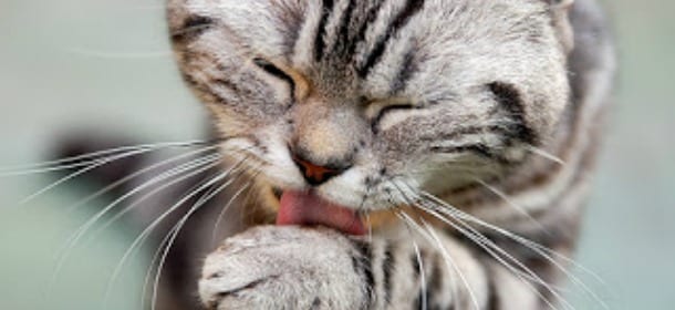 Se il gatto ha l’artrosi attenzione ai sintomi: non zoppica, ma soffre molto