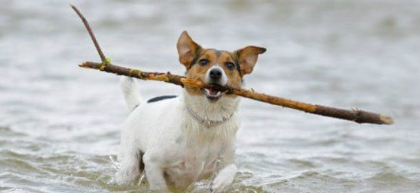 Tirare il bastone al cane è pericoloso. Il consiglio dei veterinari