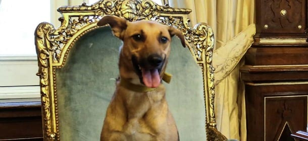 Argentina, il cane sulla poltrona presidenziale: "Simbolo del rispetto per gli animali"