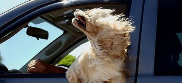 Perché i cani in auto mettono la testa fuori dal finestrino?