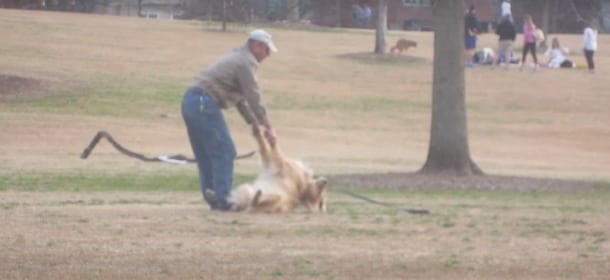 Il cane si finge morto per non andare via dal parco: il proprietario cerca di “rianimarlo” [VIDEO]