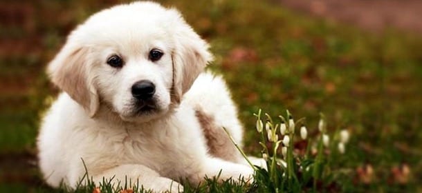 I 10 modi in cui i cani dimostrano amore, ma che il proprietario non sempre capisce