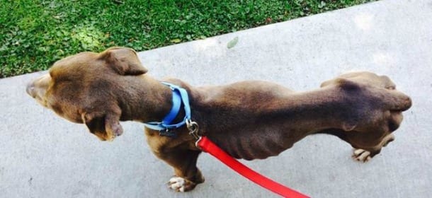 Va dall'estetista e salva un cane denutrito: la strana storia di Darlene e Smokey [VIDEO]