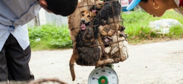 Cani macellati a Firenze: "E' una bufala". Perché scherzare su questo argomento?