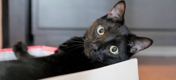 Cat sitter: gli 8 requisiti indispensabili per una scelta sicura