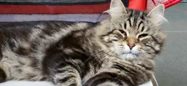 Vermi nella pancia gatti: come riconoscerli e curarli tempestivamente