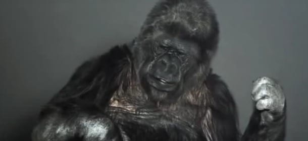 Il gorilla Koko usa il linguaggio dei segni: “Stupido uomo, salva la Terra” [VIDEO]