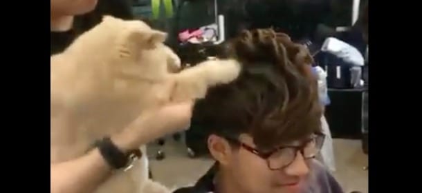 Il gatto parrucchiere: è lui a dare all’acconciatura quel tocco in più [VIDEO]