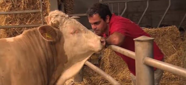 Il toro liberato ringrazia il suo salvatore e inizia a danzare [VIDEO]