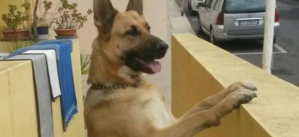 Il bimbo si trasferisce, il cane lo cerca a scuola ogni giorno da 3 anni