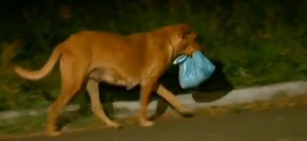 Lilica, il cane che ogni notte percorre 6 chilometri per portare da mangiare alla sua famiglia