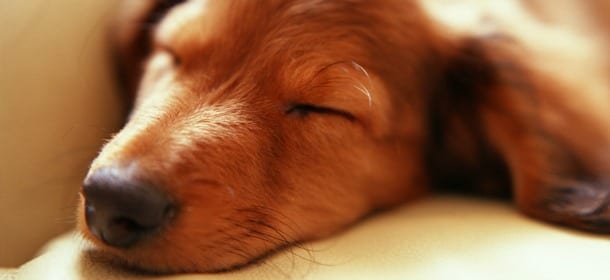 I cani sognano come gli esseri umani: i 3 segnali per capire quando (e cosa)