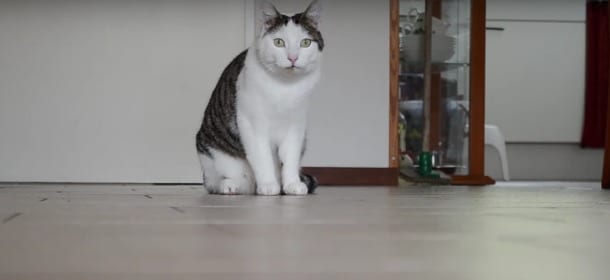 Il gatto fa le capriole: il suo video diventa virale