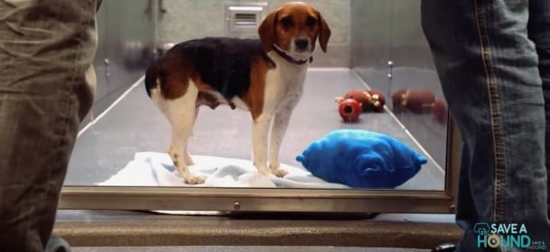 Cani: lo spot sulle adozioni che ha commosso il web