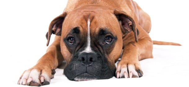 Cani: i fiori di Bach per eliminare ansia, stress e paura