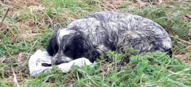 Cane veglia una busta e piange: dentro ci sono i suoi cuccioli morti di freddo