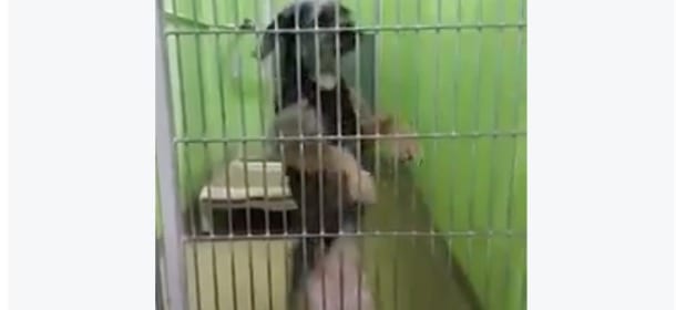 Il cane balla quando qualcuno si ferma al suo box: il motivo spezza il cuore [VIDEO]