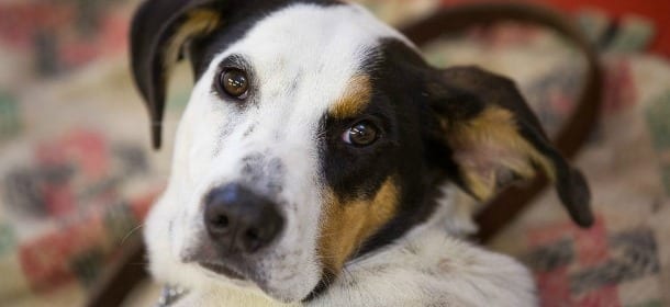 Cane mangia un mozzicone di spinello e va in overdose dopo la passeggiata