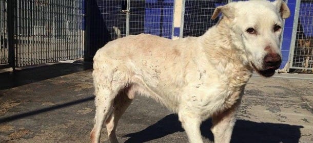 Il cane è vecchio e malato: un prete lo lascia morire di stenti