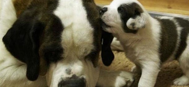 Mamma cane muore tra le fiamme per salvare il suo cucciolo